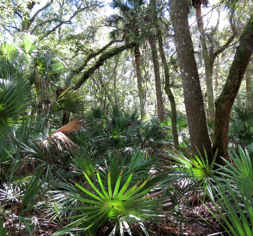 The rich biodiversity of the Florida Trail - one of the most popular hiking trails in the US