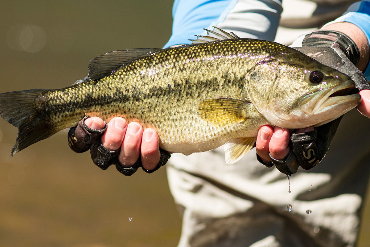 Bank and Dock Fishing for Largemouth Bass: A Beginner's Guide