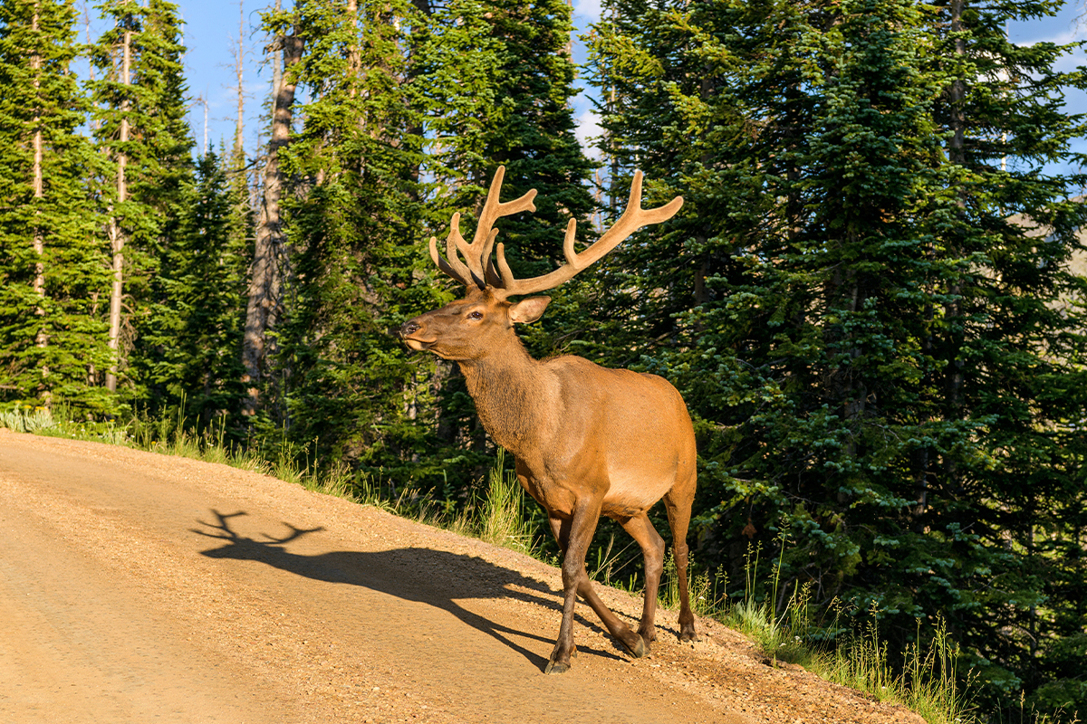 Things to Do in Rocky Mountain National Park 4