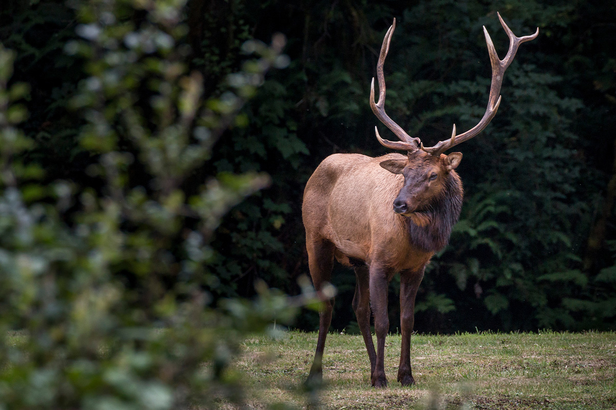 Things to Do in Redwood National Park 4