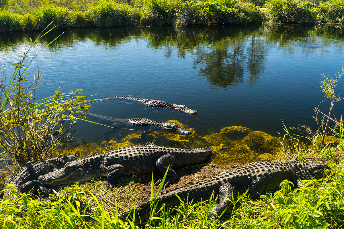 Things to Do in Everglades National Park 9