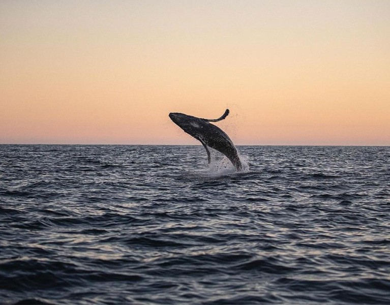 A whale breaching out of the water at Baja California