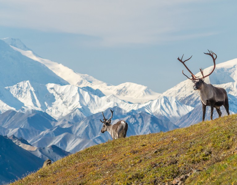 Things to Do in Denali National Park fi