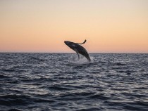 A whale breaching out of the water at Baja California