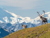 Things to Do in Denali National Park fi