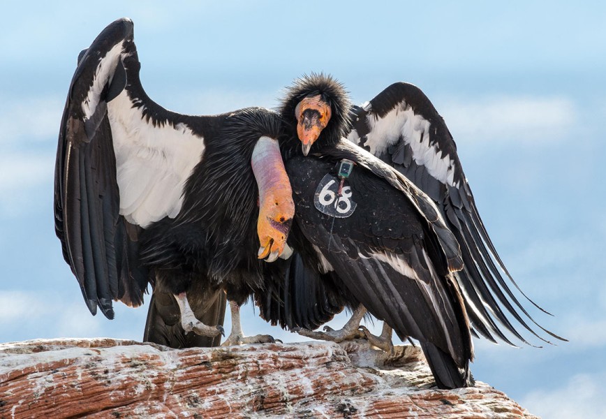 Romance of Navajo Bridge  Two Condors 68