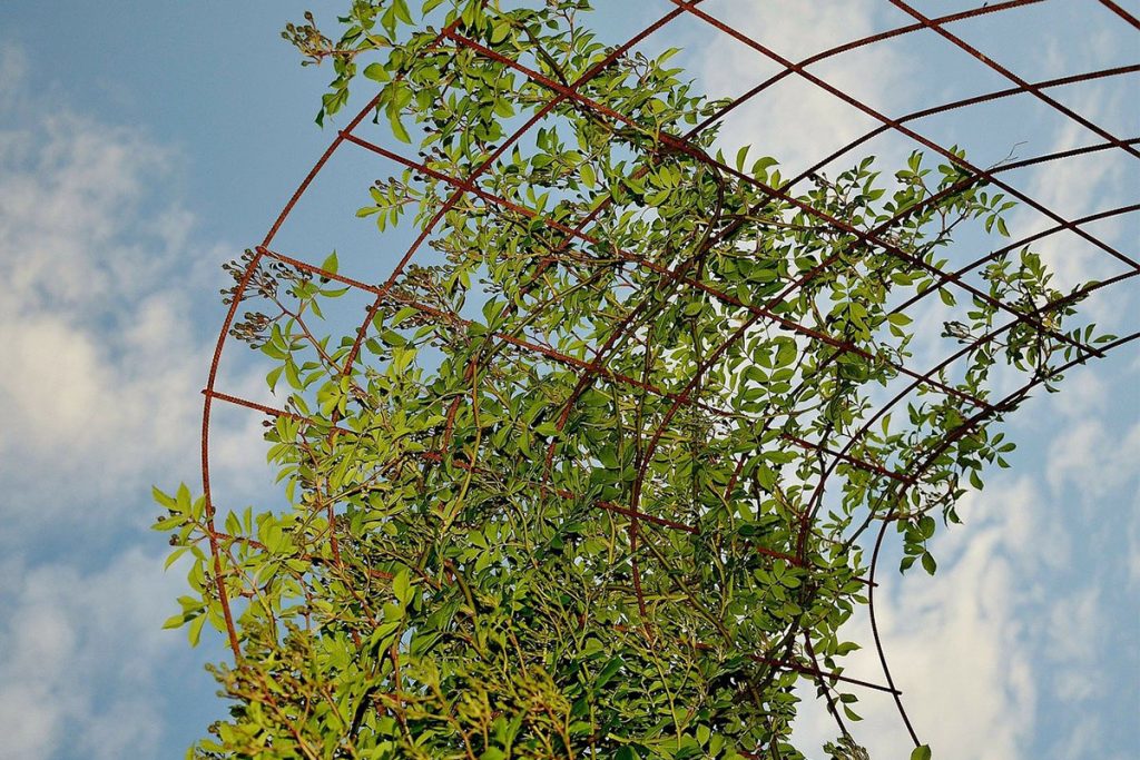 Vine on Garden Trellis