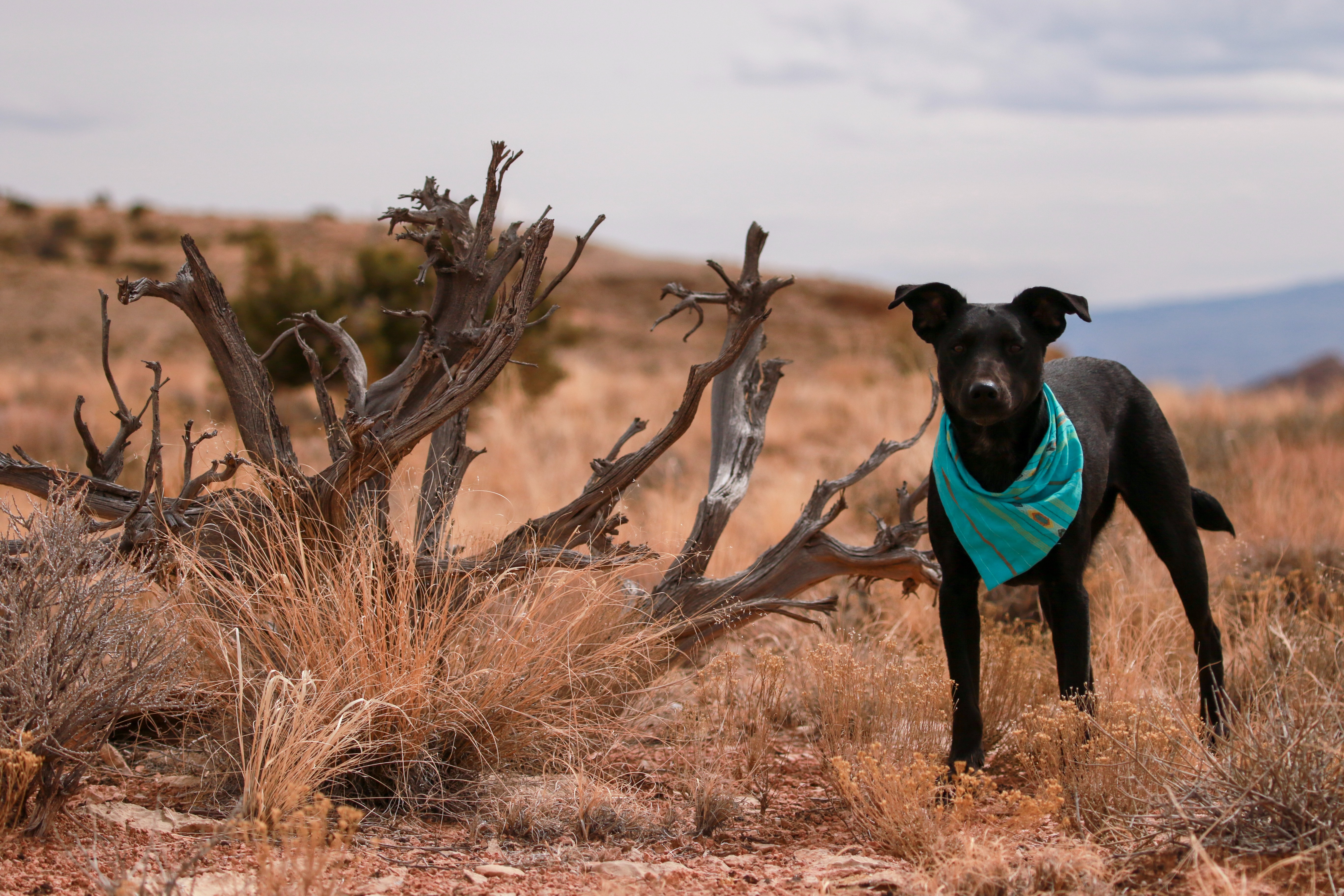 pet hiking