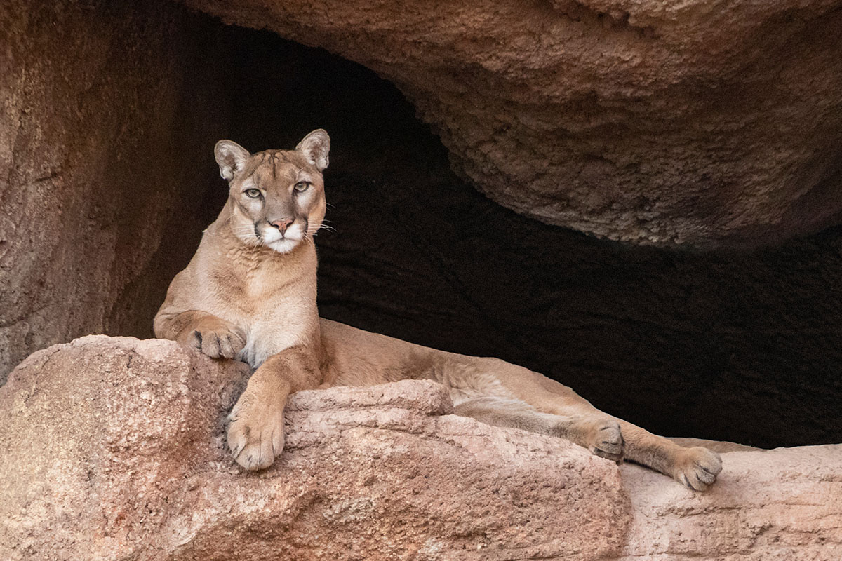 Are Mountain Lions Dangerous And Do They Attack Hikers?