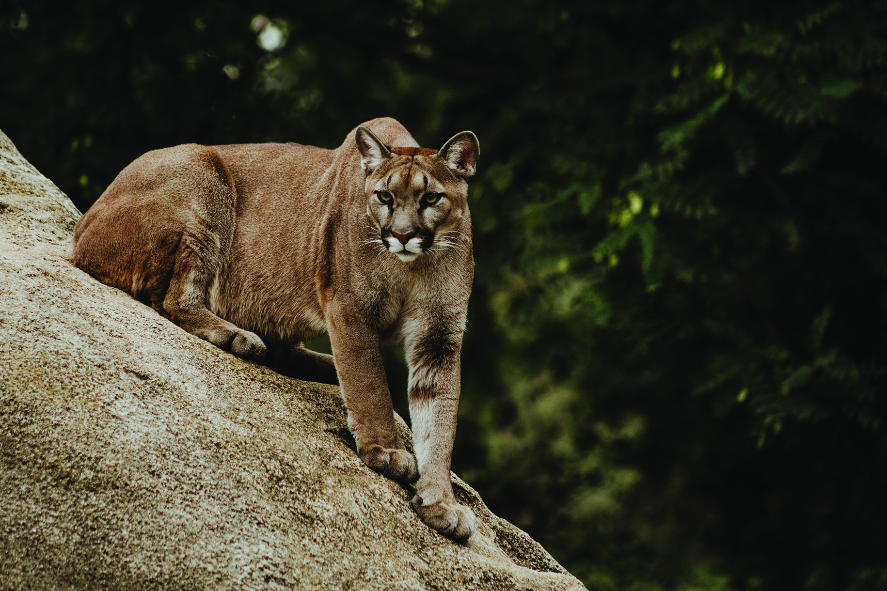 Are Mountain Lions Dangerous And Do They Attack Hikers?